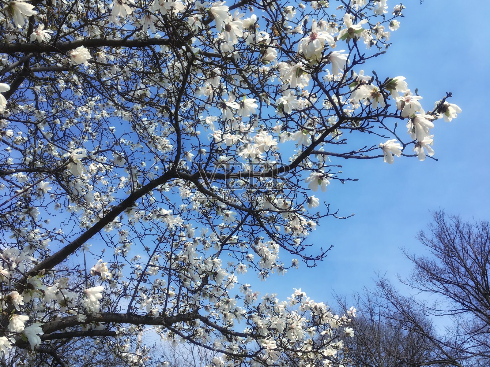 早春照片摄影图片