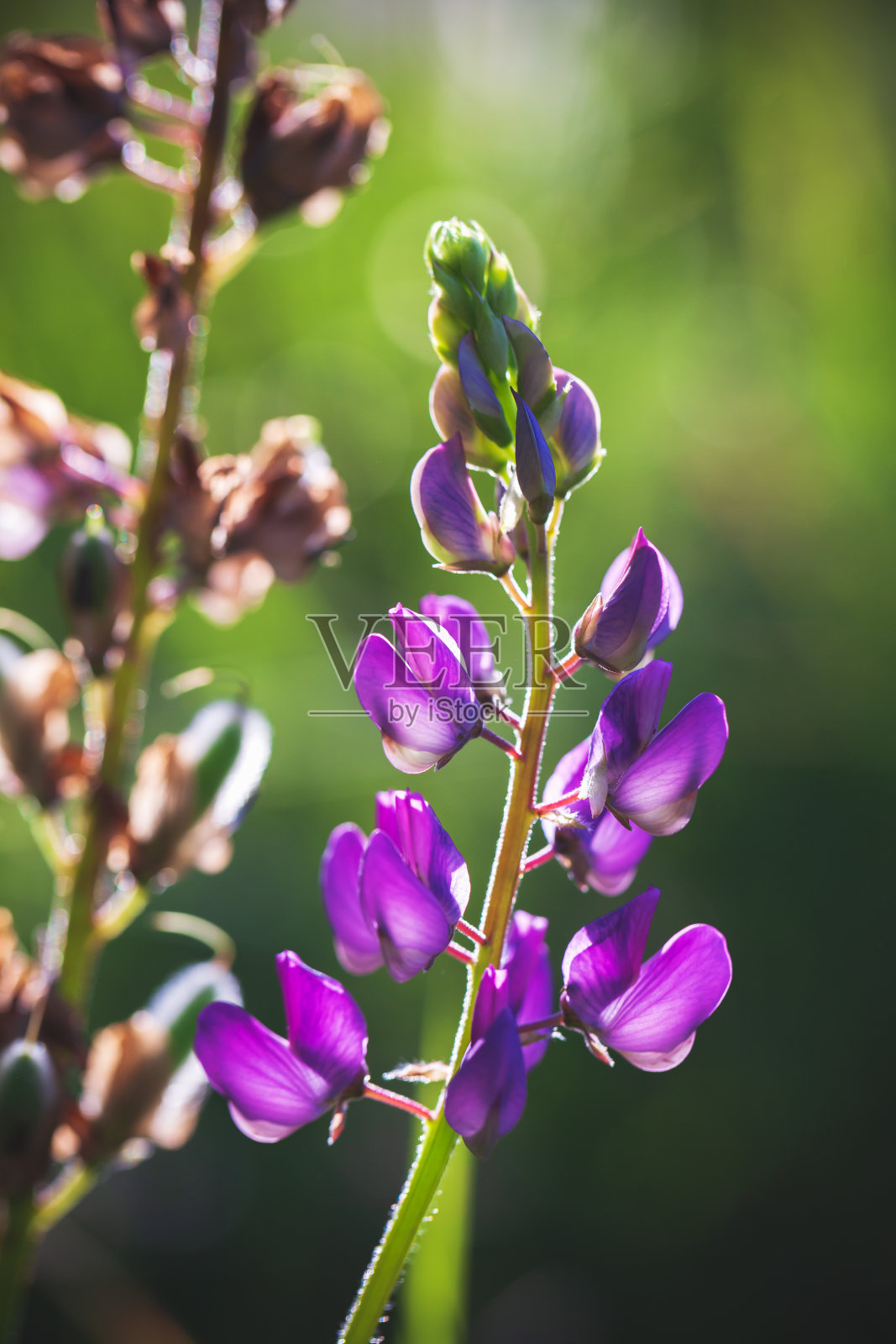模糊的绿色草地上的紫色羽扇豆花照片摄影图片