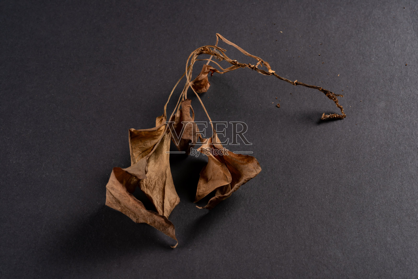 褪了色的叶子在黑暗的背景上照片摄影图片