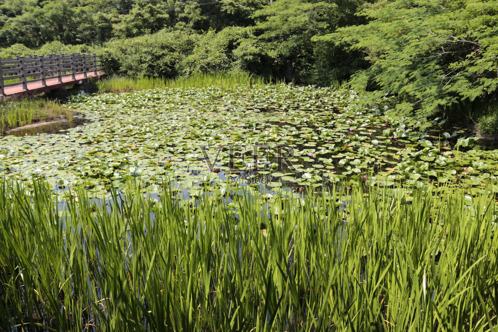 池塘,荷花,睡莲,班莫特,拉姆萨尔沼泽,照片摄影图片