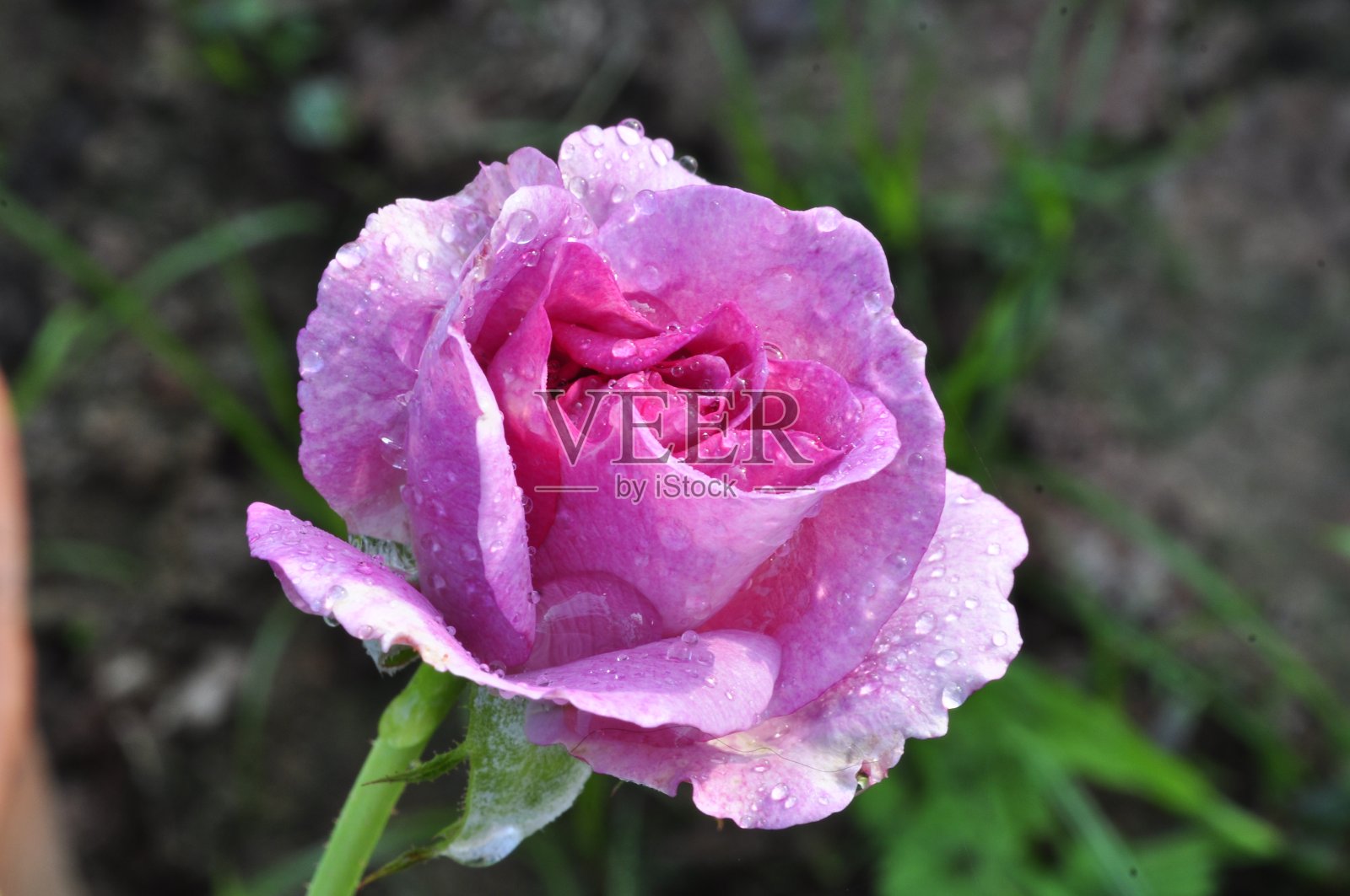 粉色玫瑰照片摄影图片