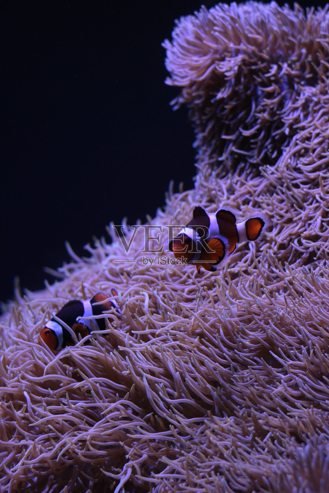 小丑鱼在珊瑚中游泳照片摄影图片