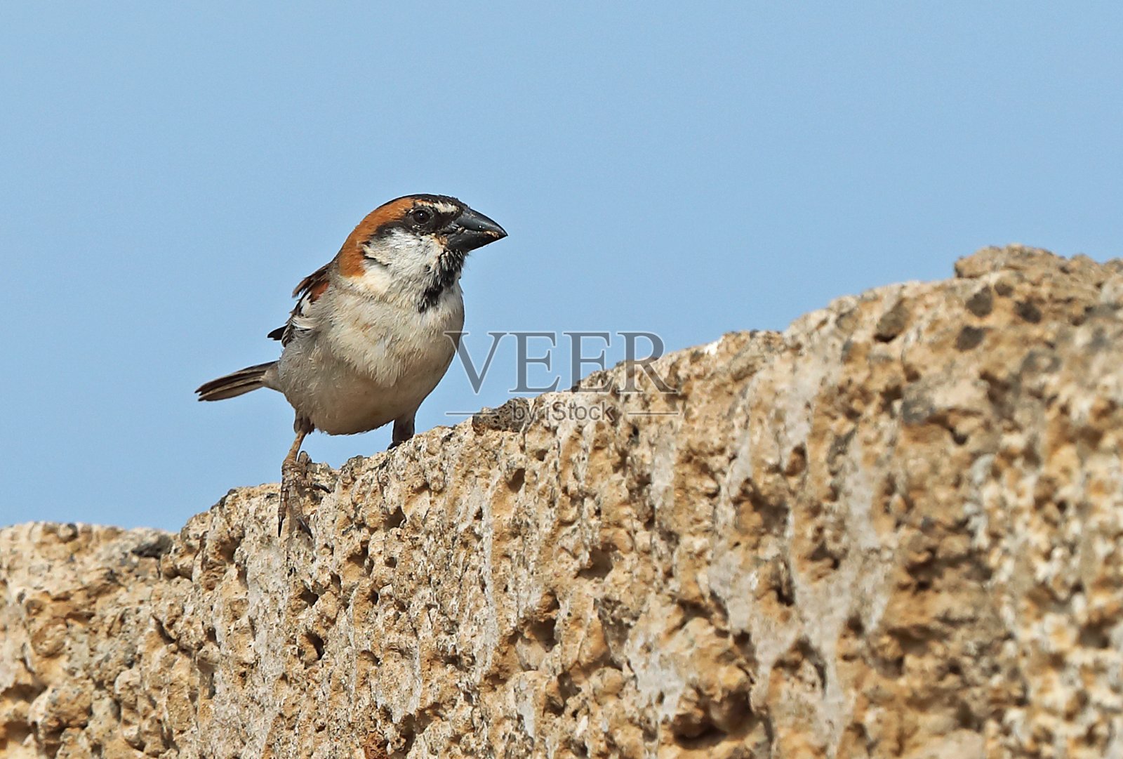 佛得角麻雀照片摄影图片