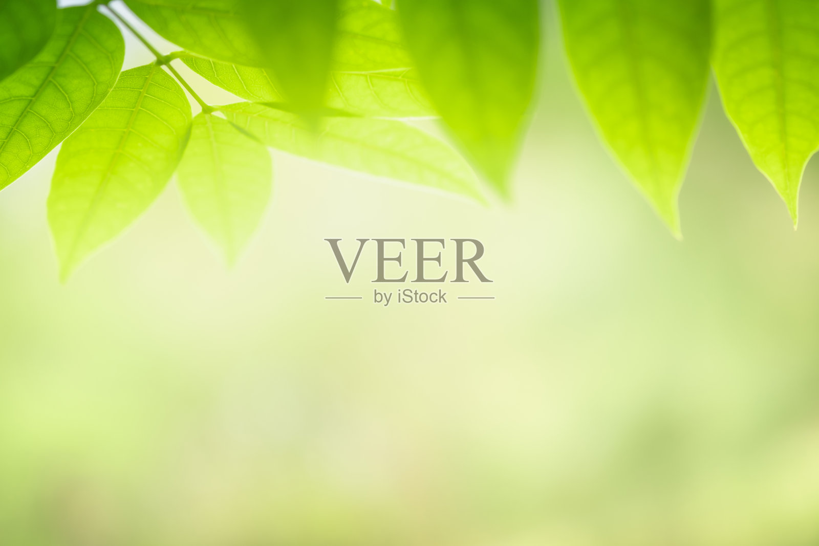 近距离美丽的自然绿叶在模糊的绿叶树背景与阳光在花园。壁纸采用自然生态植物环境复制空间概念照片摄影图片