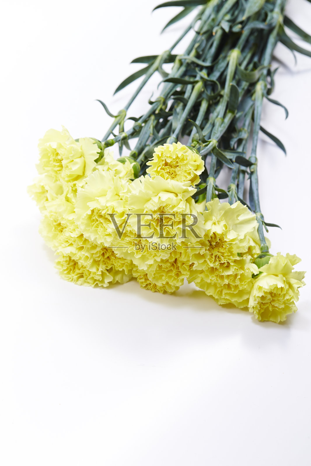 康乃馨照片摄影图片