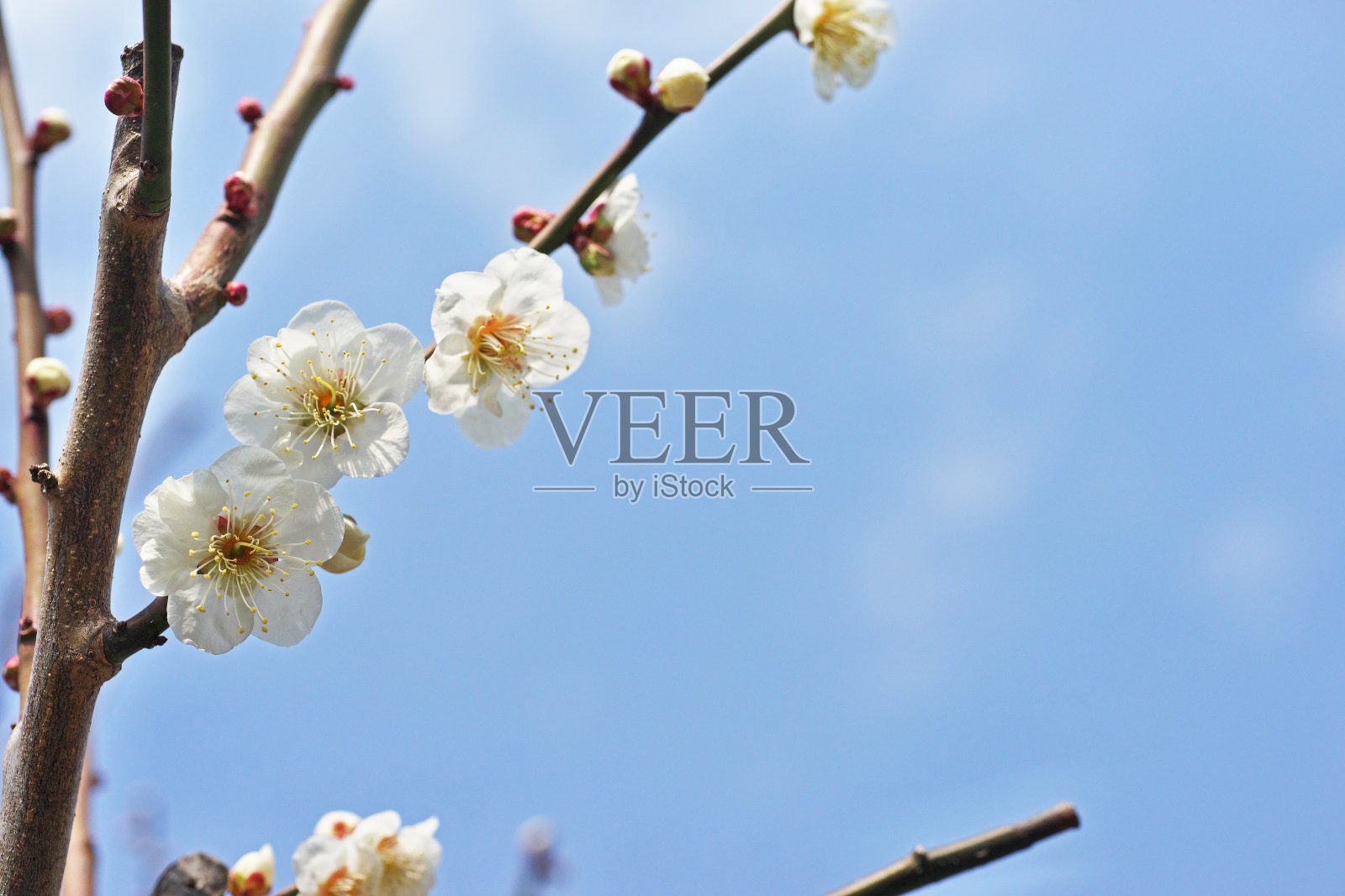 梅花照片摄影图片