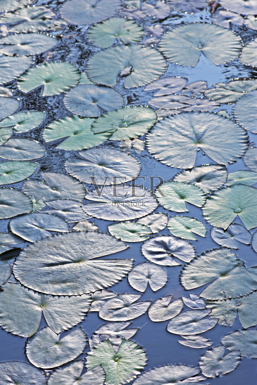 荷叶在池塘里。照片摄影图片