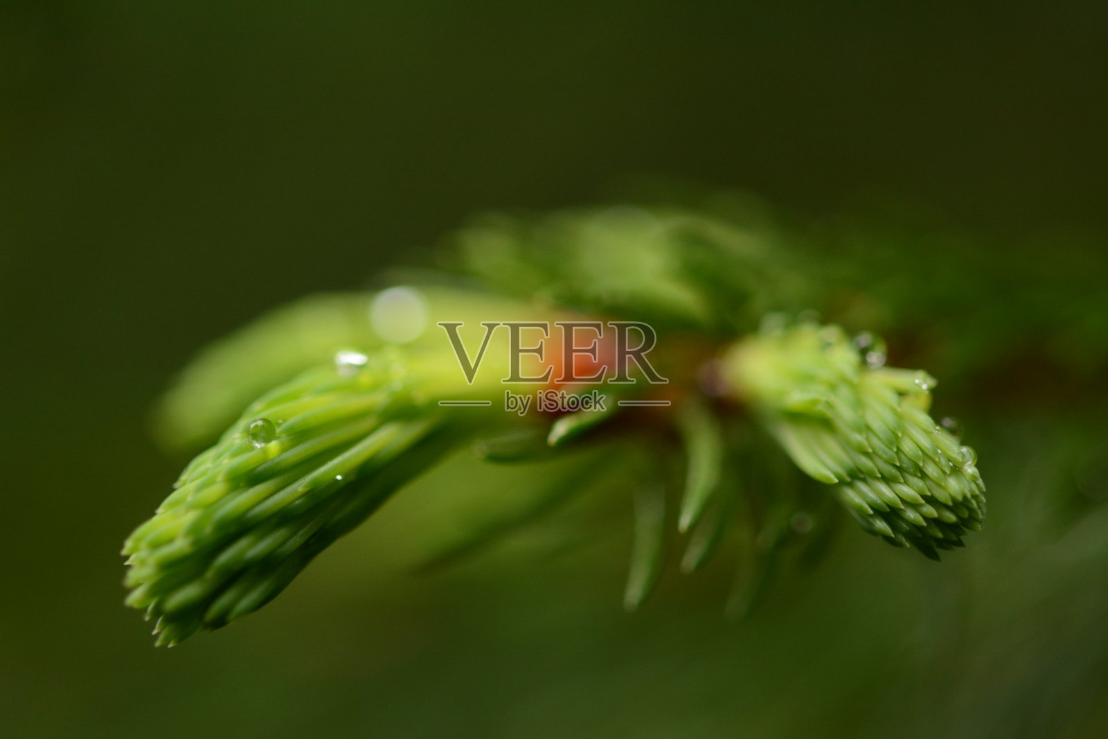 松树和常青树照片摄影图片