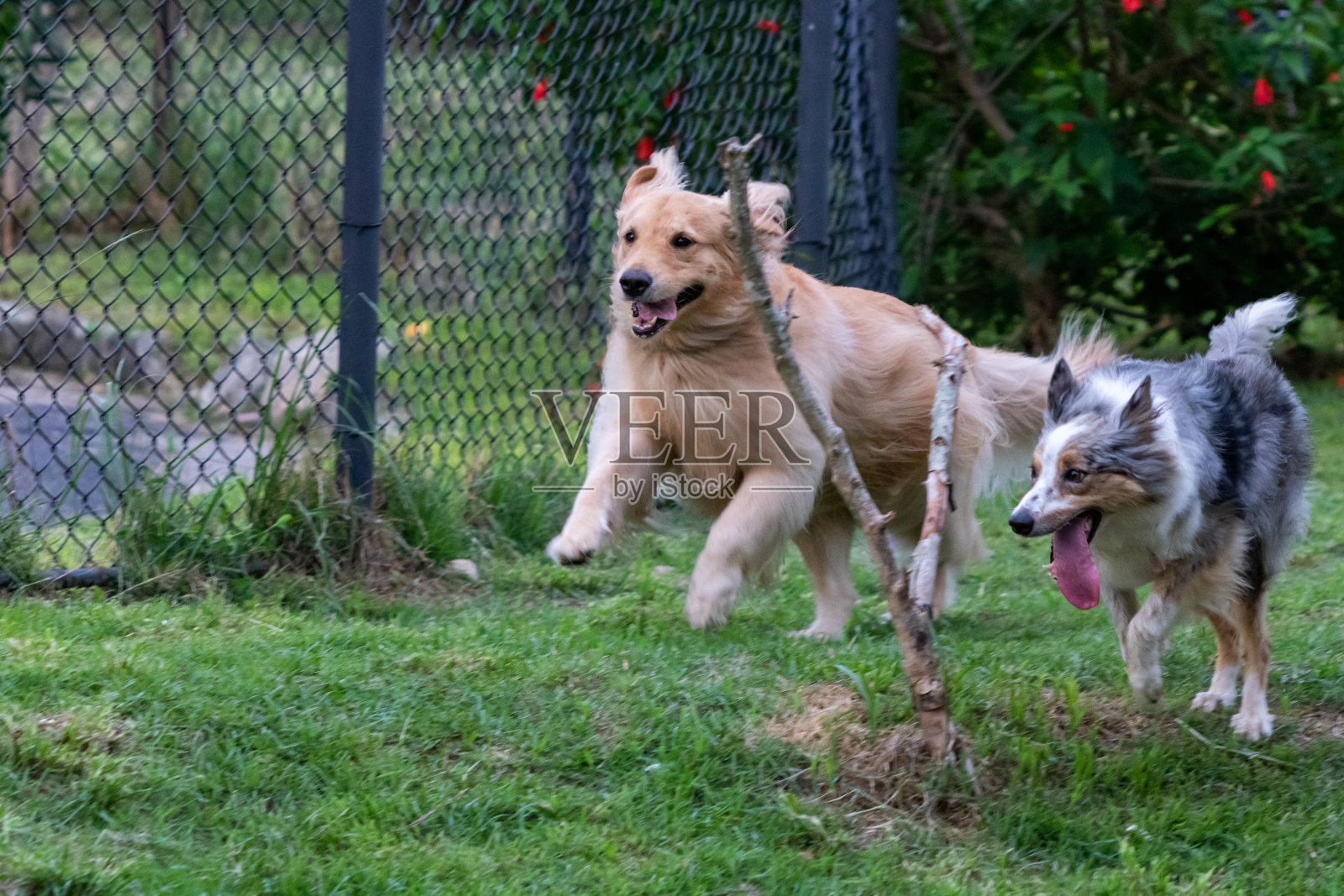 灰色和白色边界牧羊犬和金毛寻回在绿色的草地上奔跑照片摄影图片