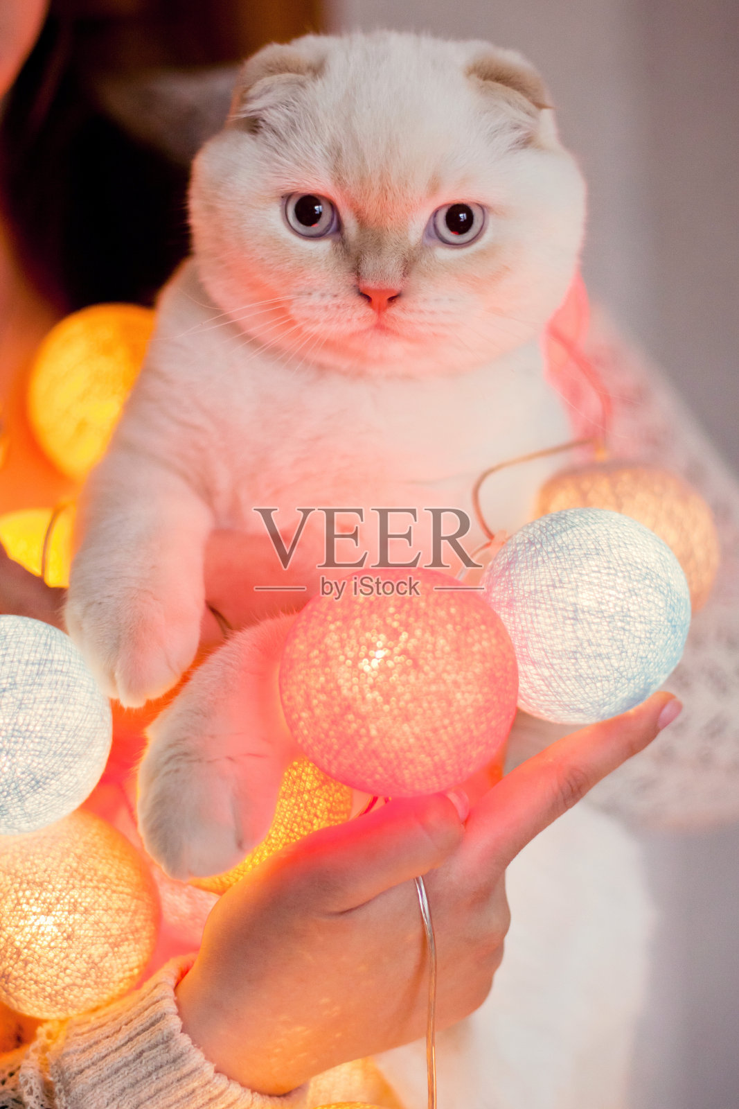 可爱的苏格兰白猫照片摄影图片