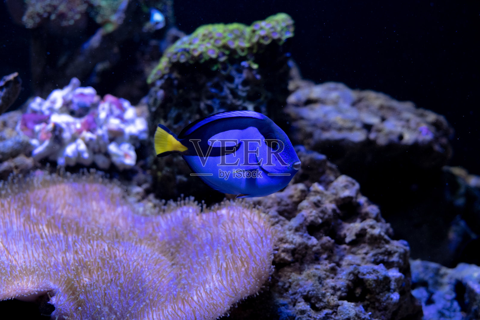 神奇的珊瑚礁水族馆,有很棒的热带鱼照片摄影图片