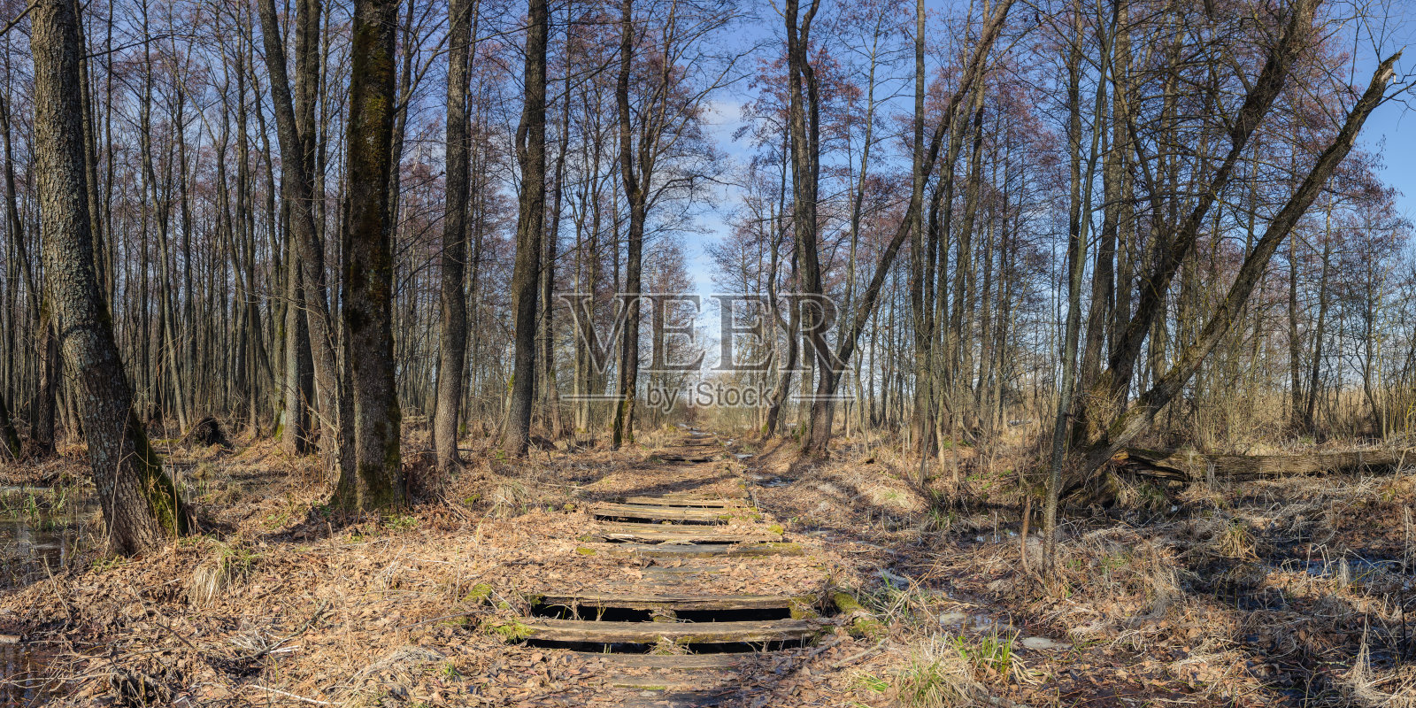 一条废弃的老木路穿过一片干燥的森林沼泽。春天全景景观照片摄影图片