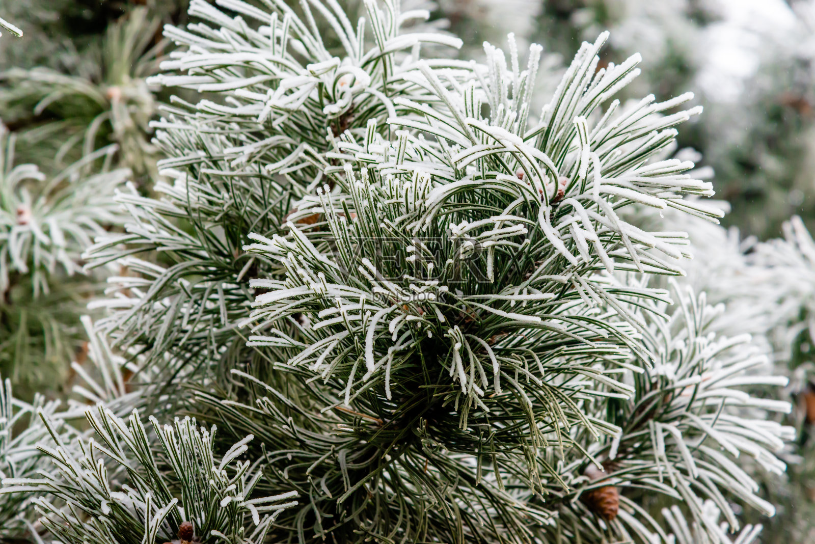 冰冻的松树枝照片摄影图片