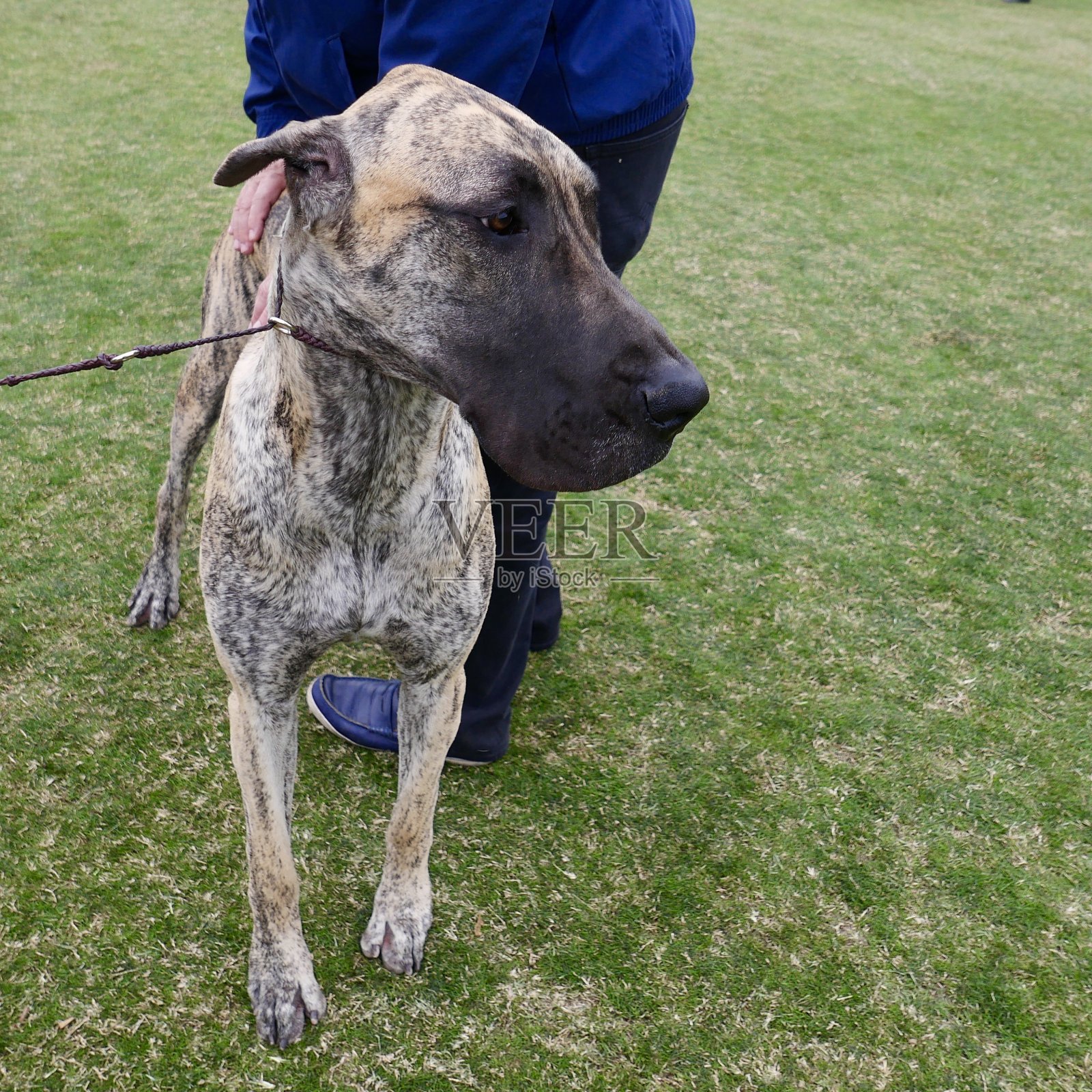 训狗类照片摄影图片