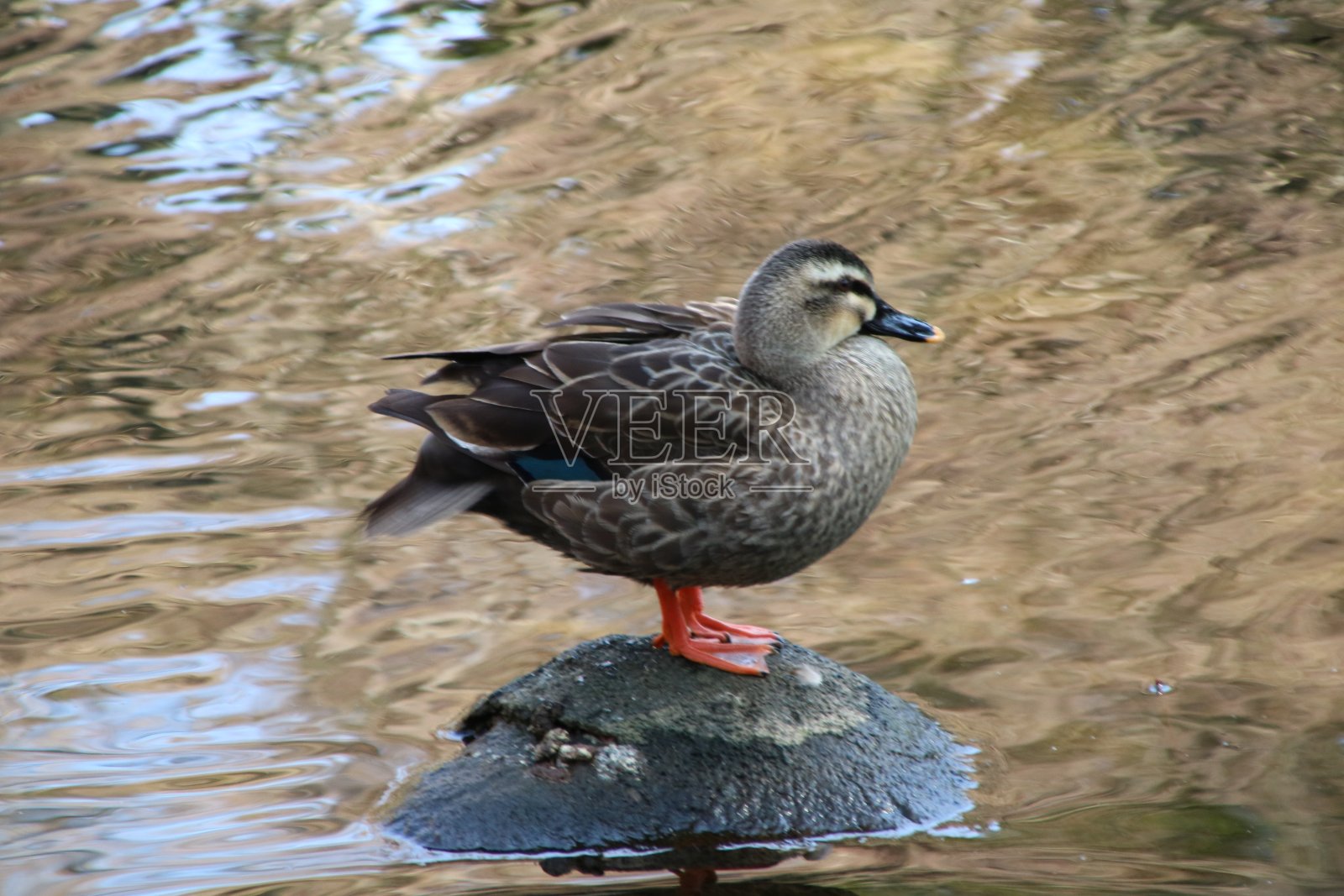 斑点鸭照片摄影图片