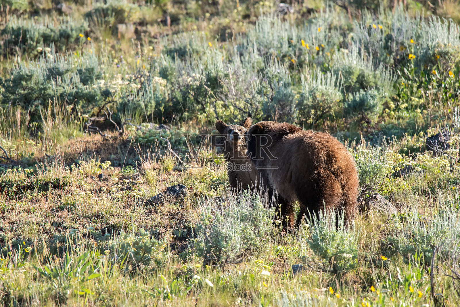 灰熊妈妈和她的幼崽在一起照片摄影图片