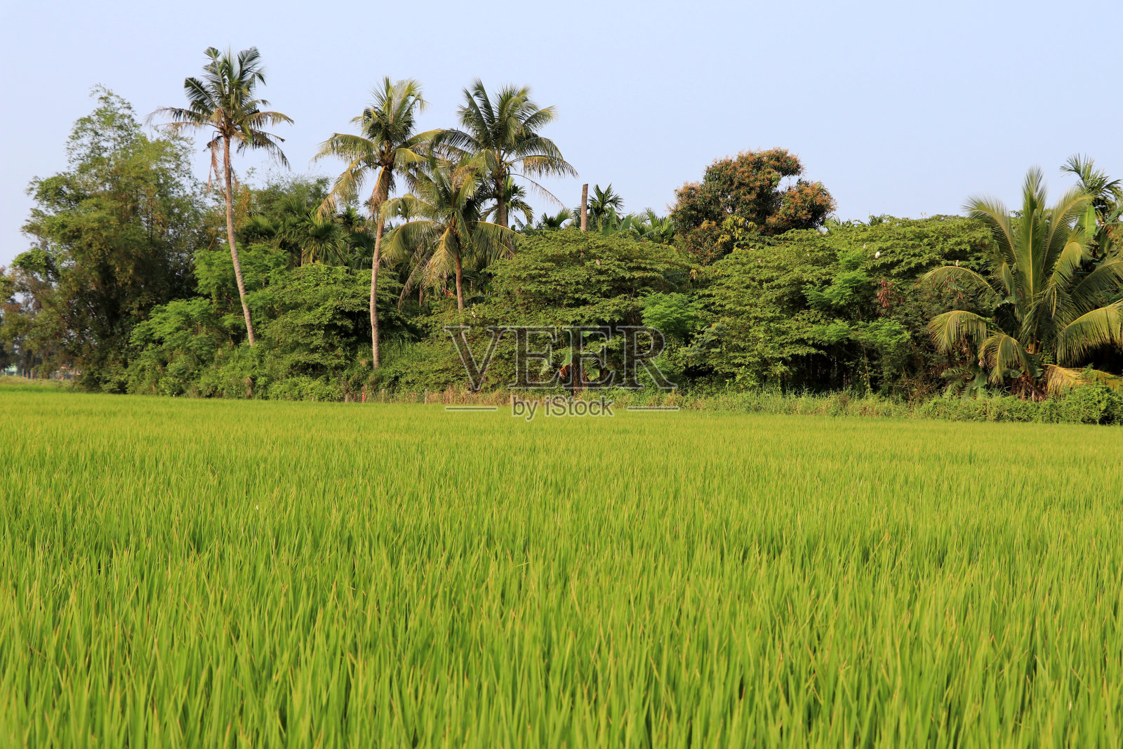 会安附近的稻田和棕榈树-越南亚洲照片摄影图片
