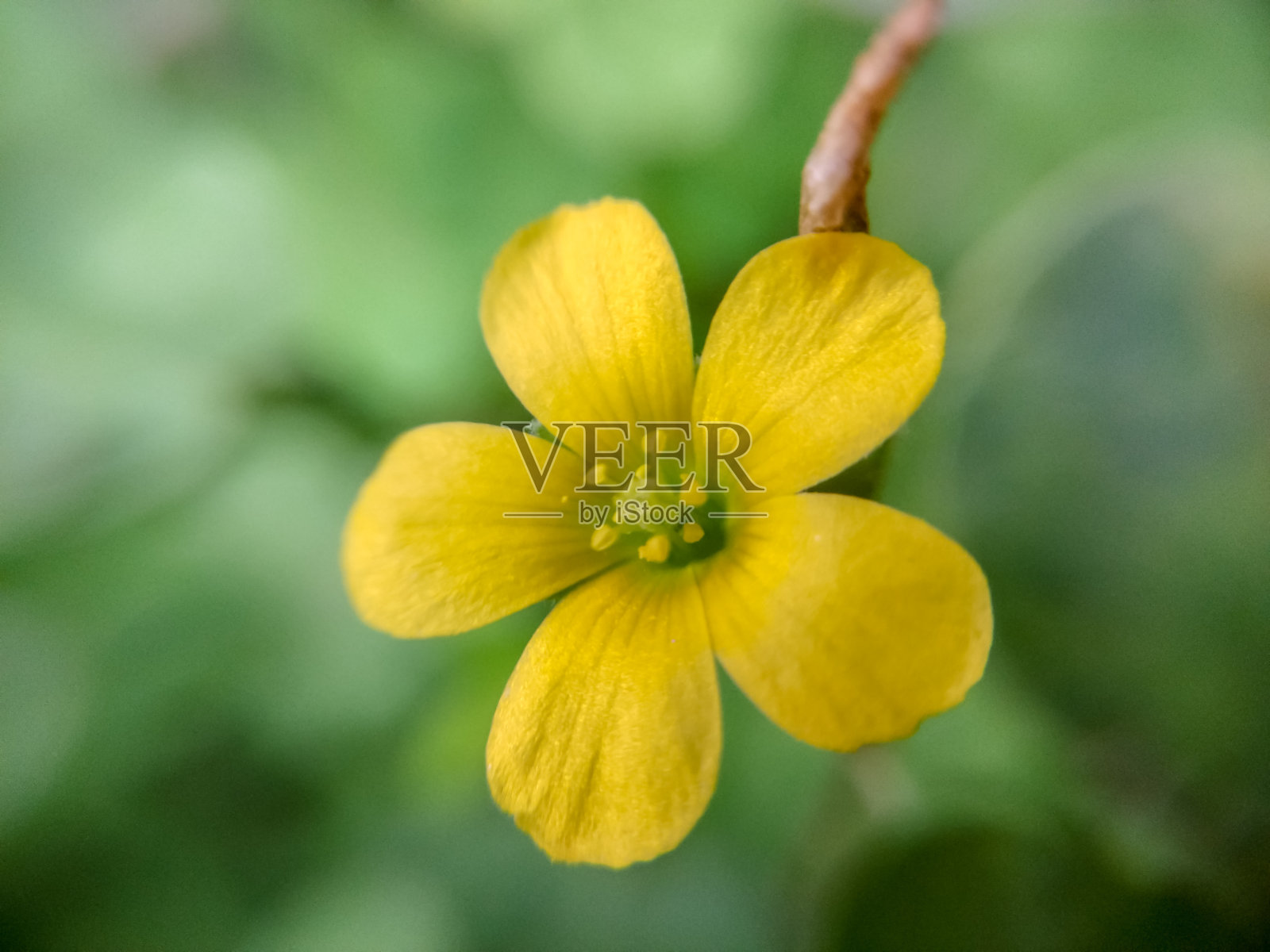 花照片摄影图片