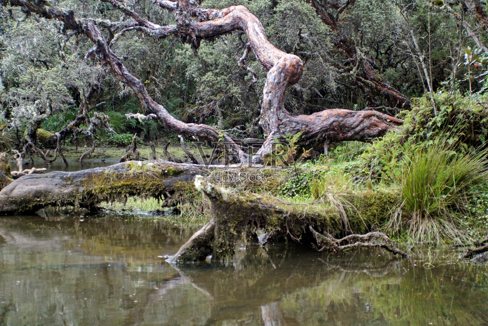 池塘在一个高海拔森林照片摄影图片