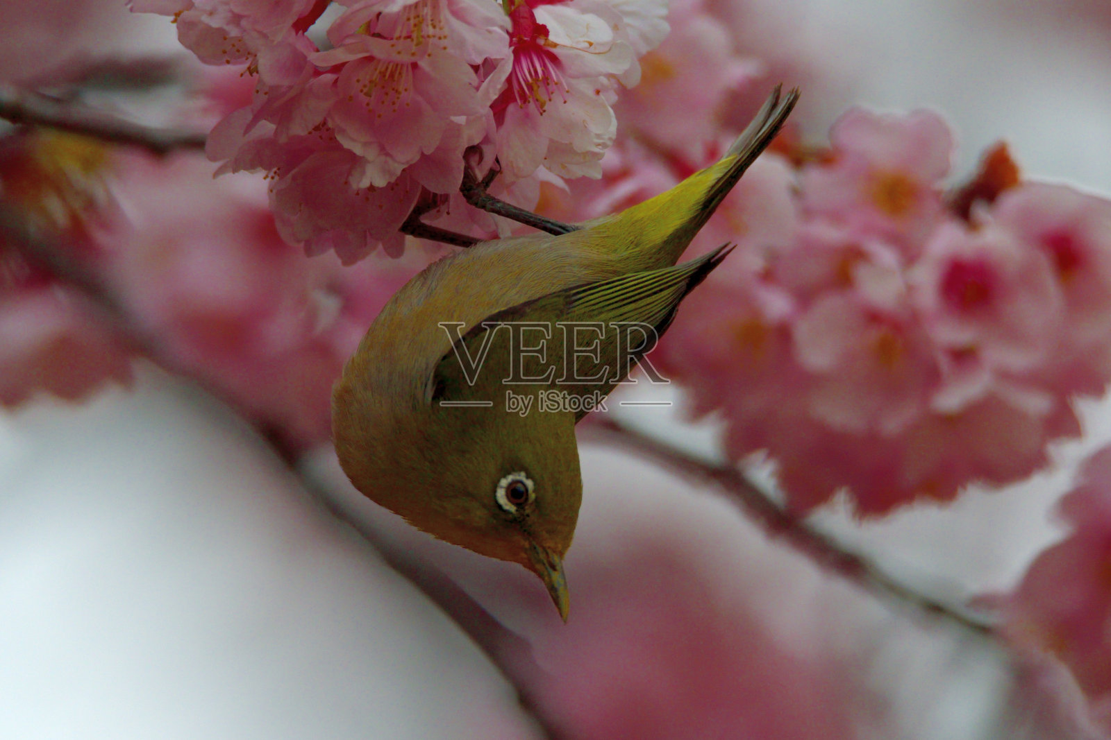 日本白眼鸟吸食樱花花蜜照片摄影图片