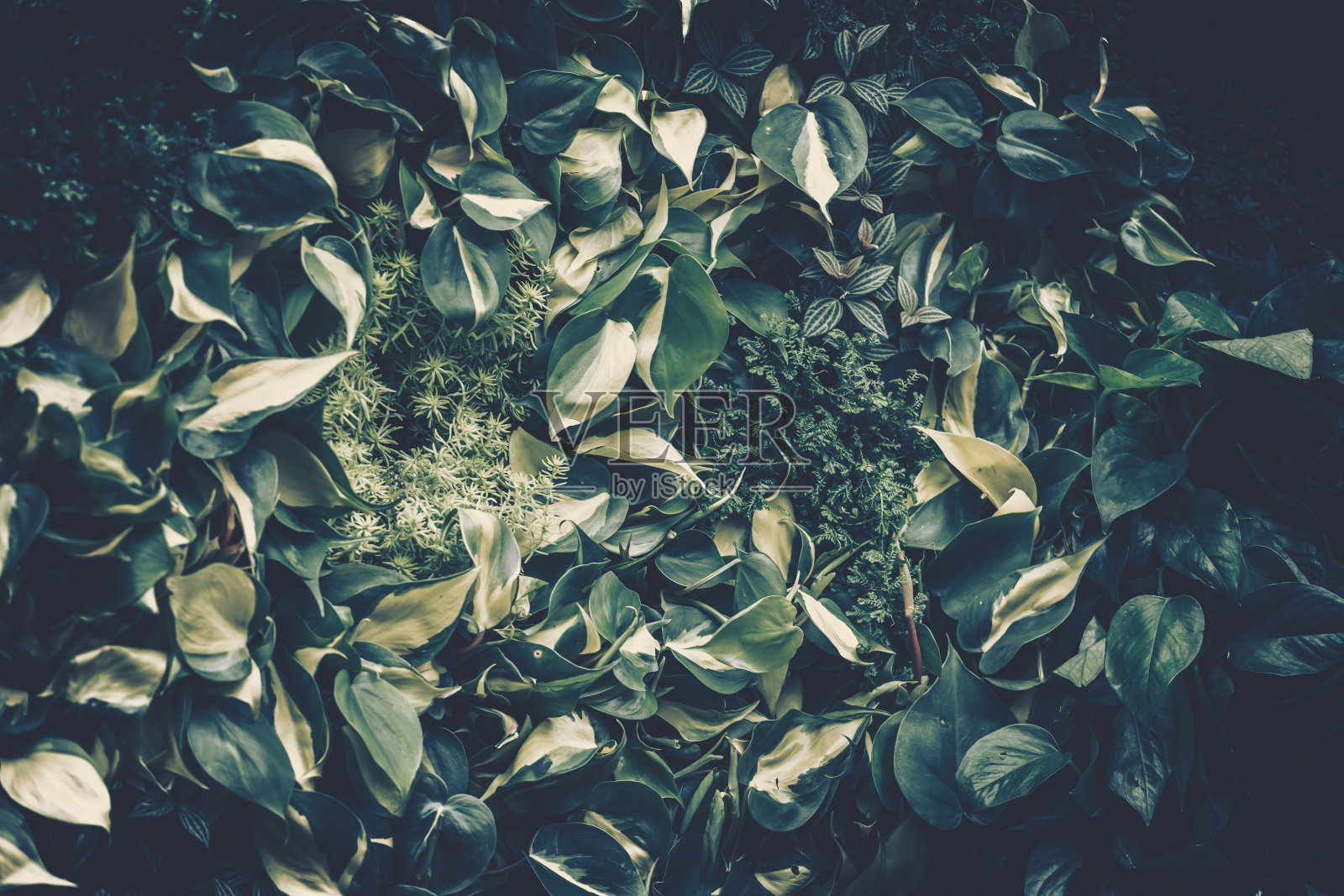 花领域背景。复古风格照片摄影图片