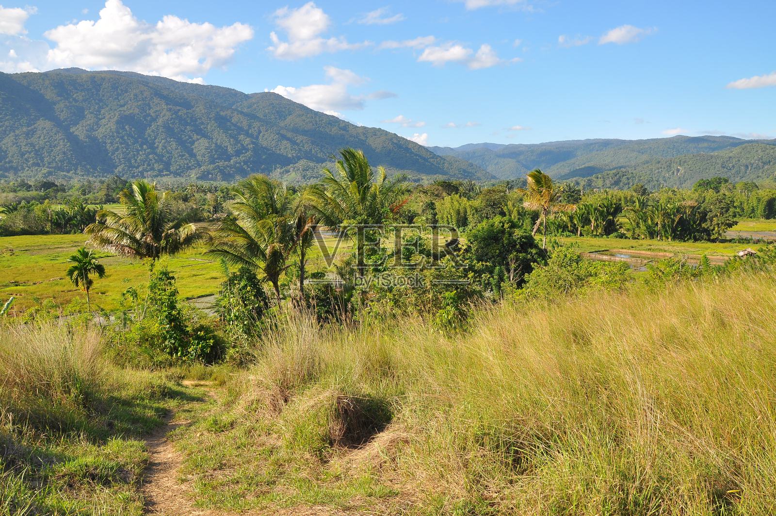印度尼西亚苏拉威西的Bada Valley照片摄影图片