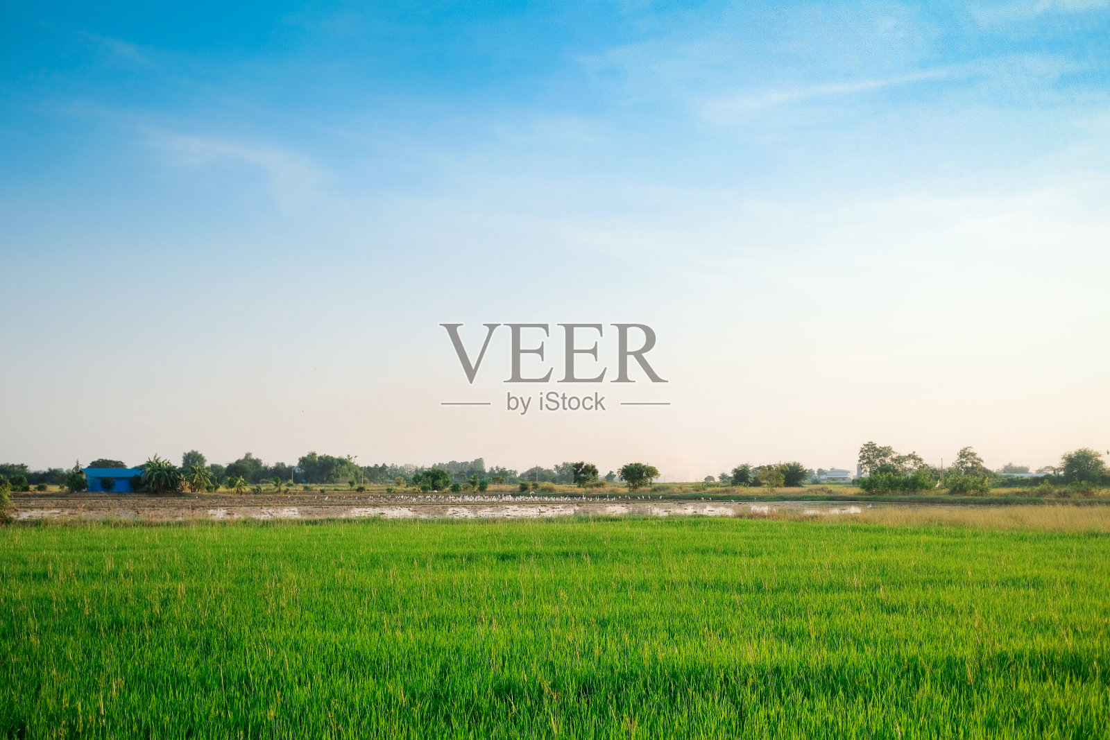 清晨田园的心情与稻田的绿色吸引人。这幅画有空间可以作描述。照片摄影图片