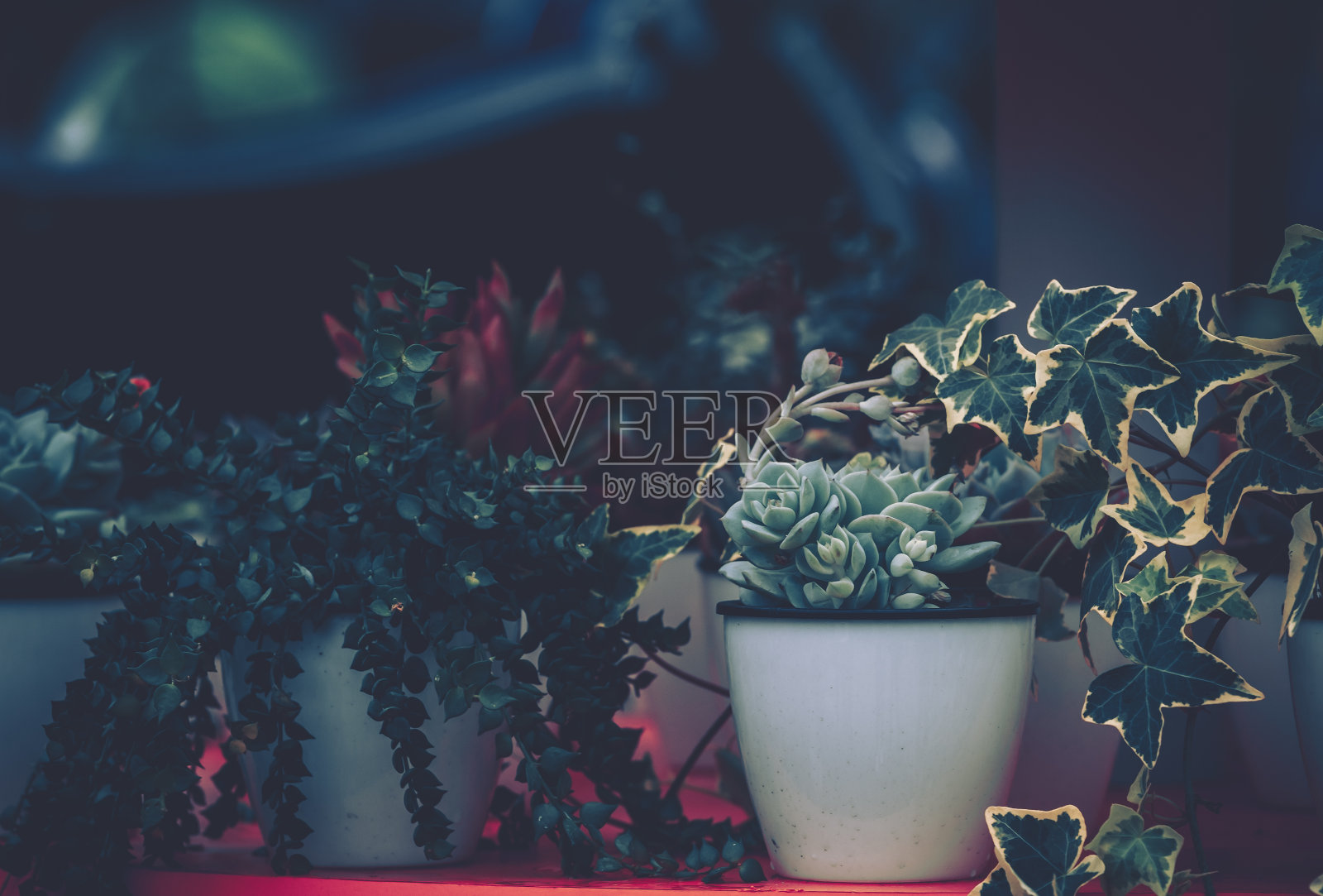 多汁的植物。复古风格照片摄影图片