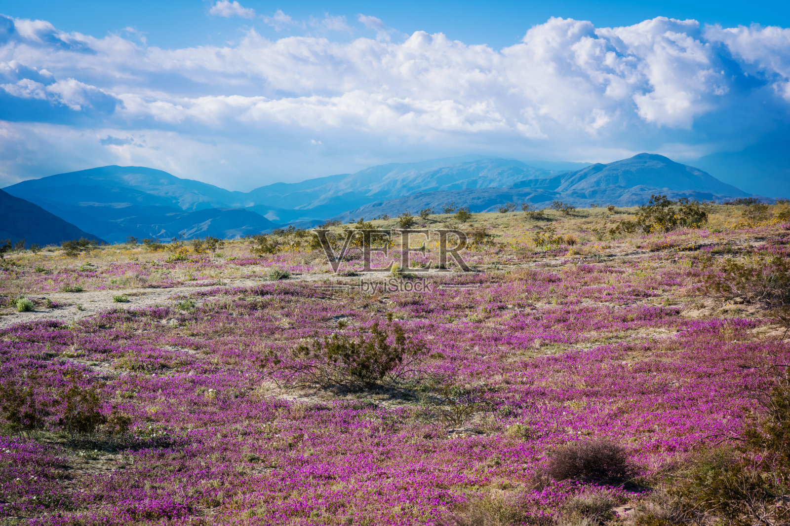 Anza Borrego沙漠国家公园,加州野花超级盛开2019照片摄影图片