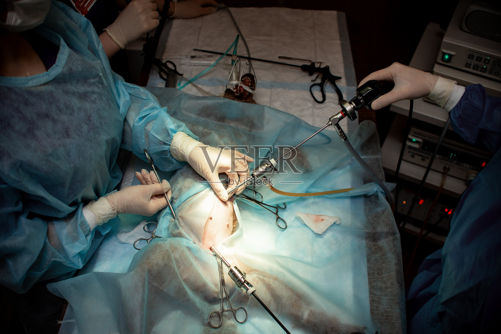 狗在手术台上。阉割动物。医生操作宠物。医生和病人照片摄影图片