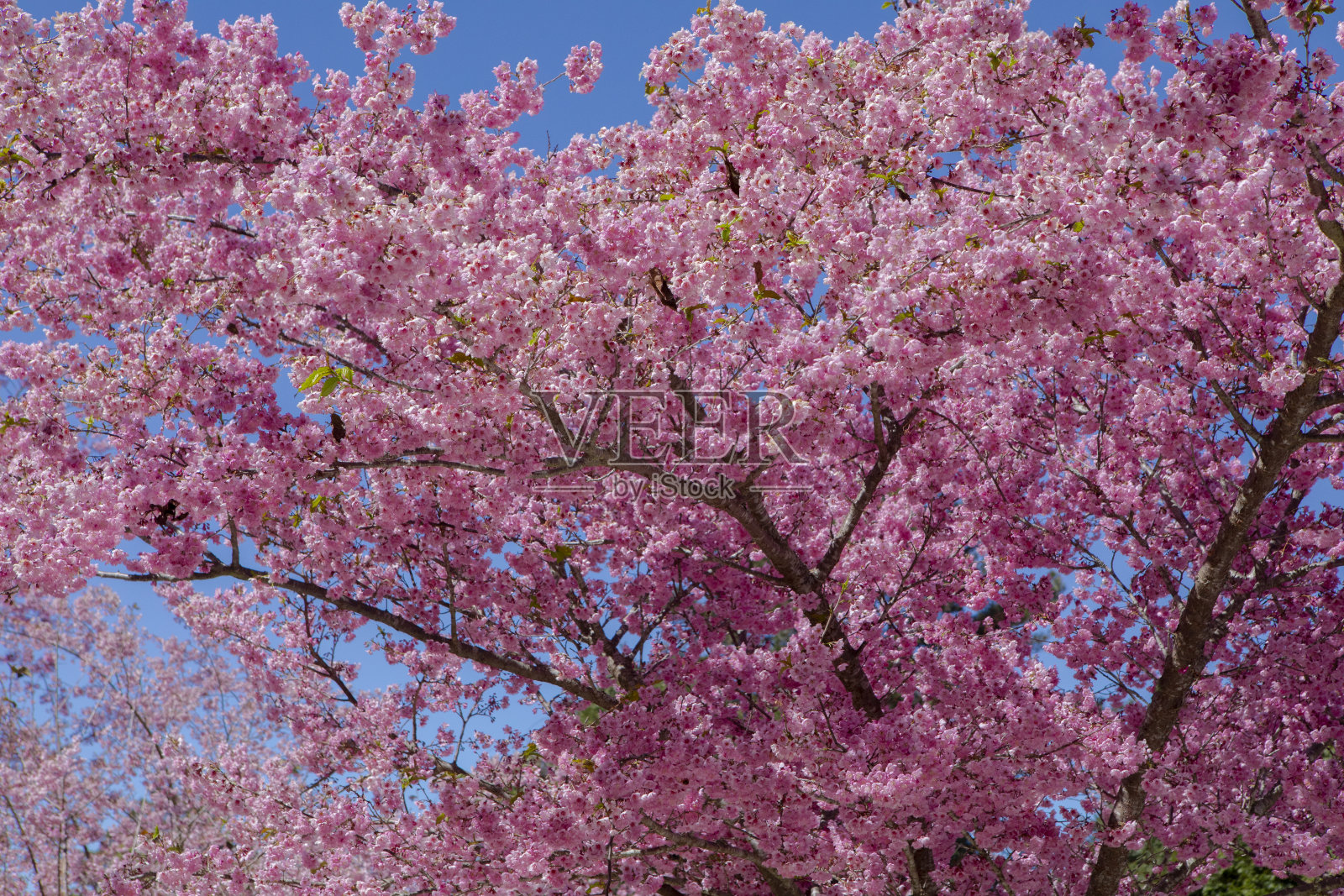 台湾,樱花绽放季节,武陵农场,千英花园,樱花绽放照片摄影图片