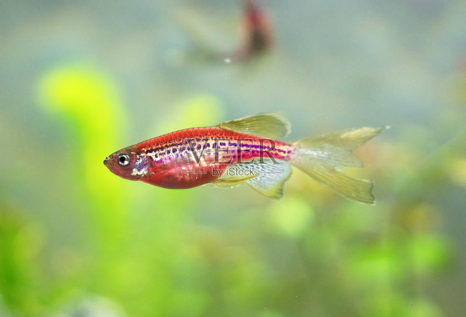 淡水水族馆中的红色斑马鱼。鲐鱼类。照片摄影图片