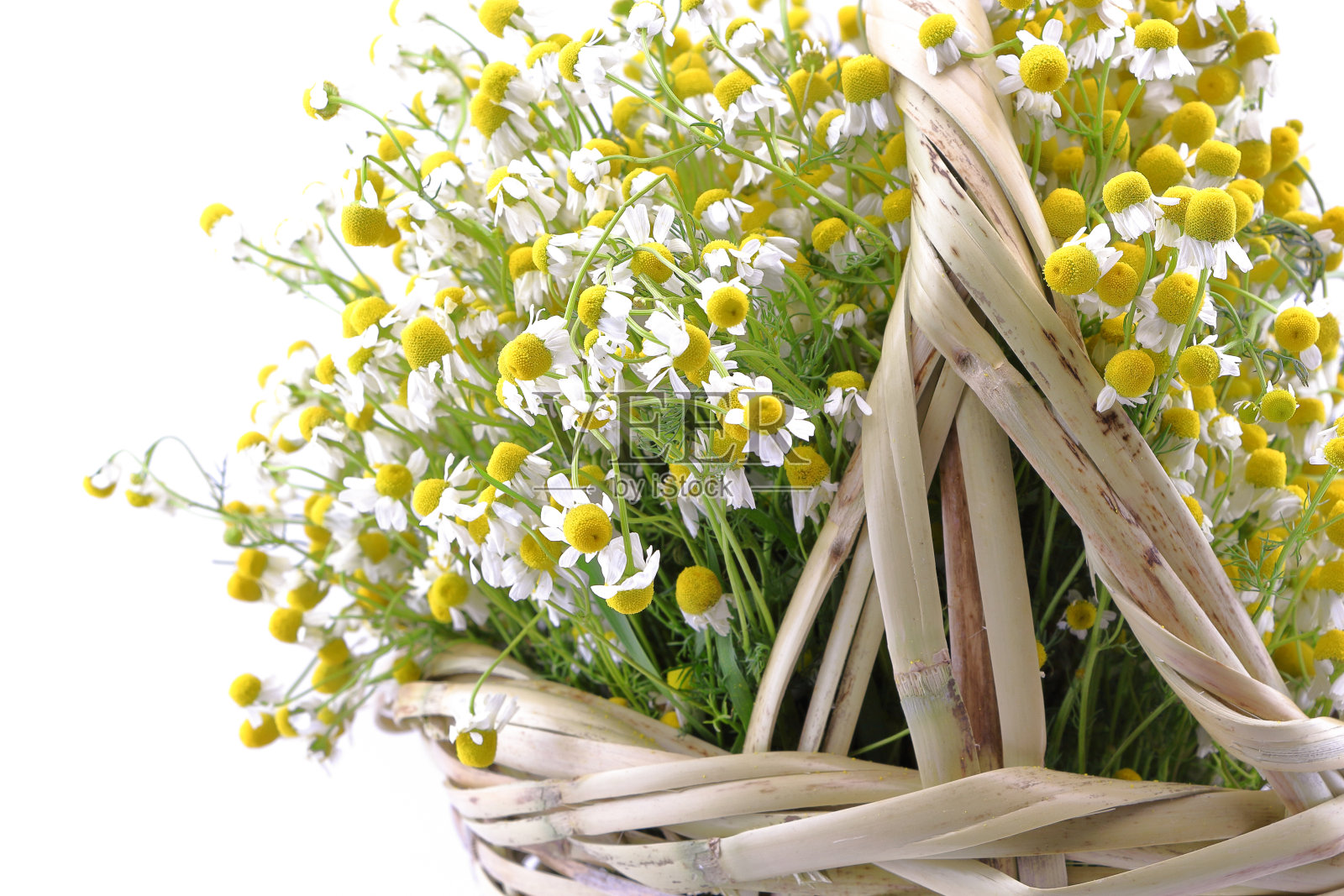 柳条篮子里的洋甘菊花孤立在白色的背景上照片摄影图片