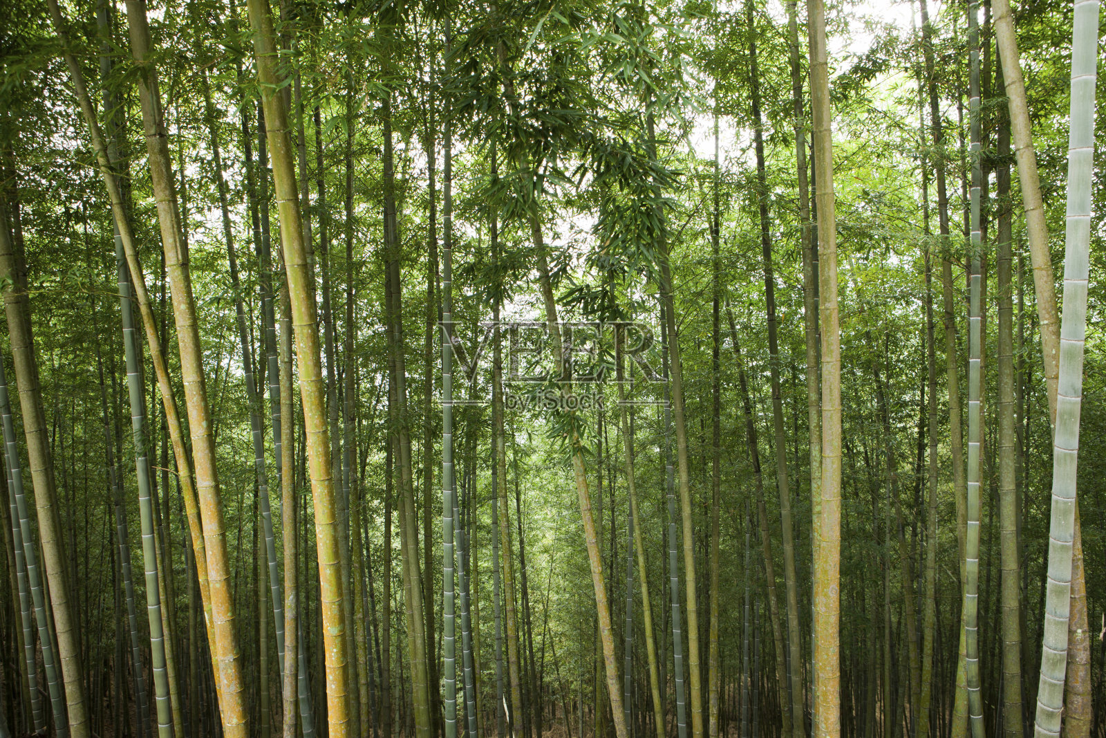 南投,竹林照片摄影图片