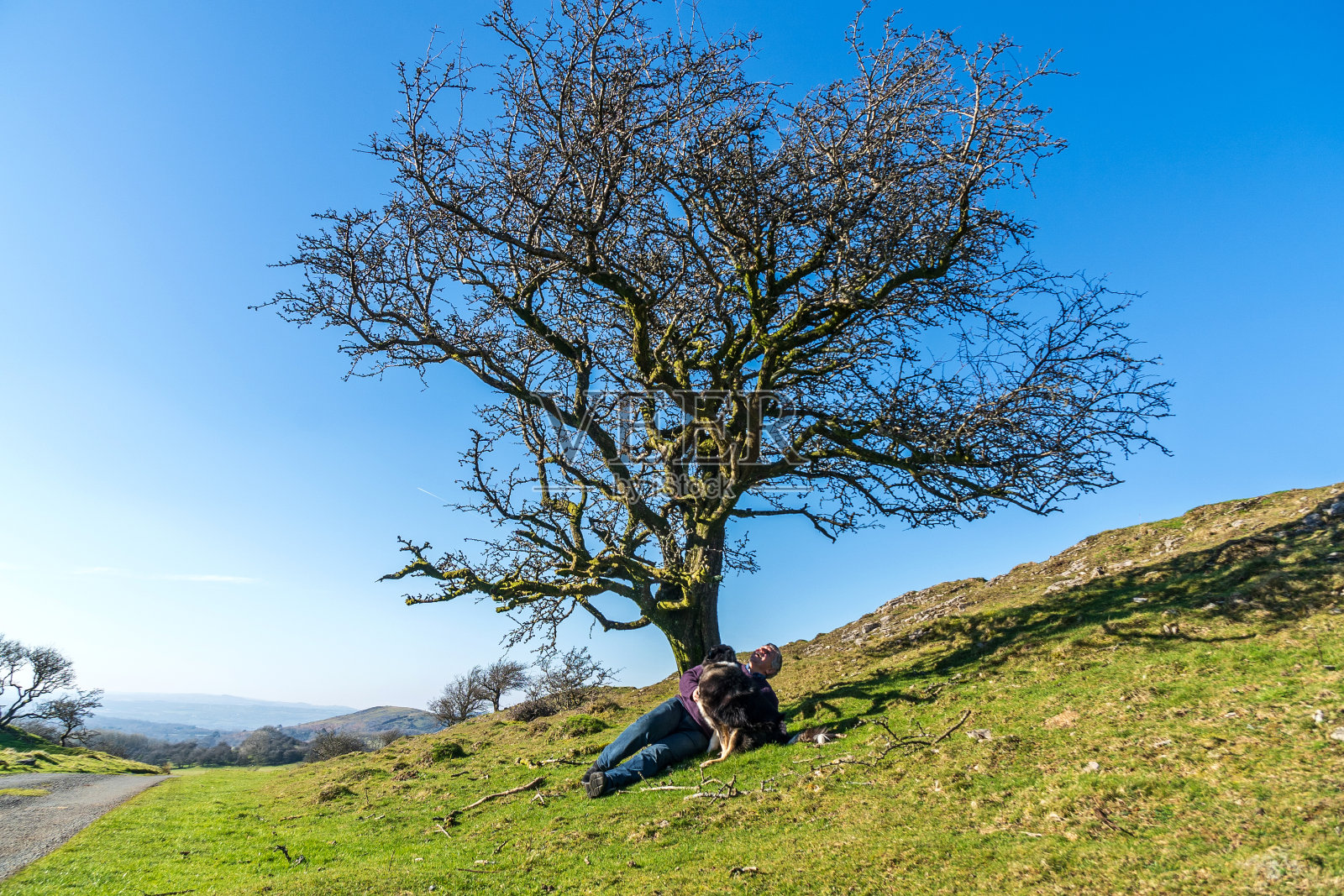 老白人和狗在树下照片摄影图片
