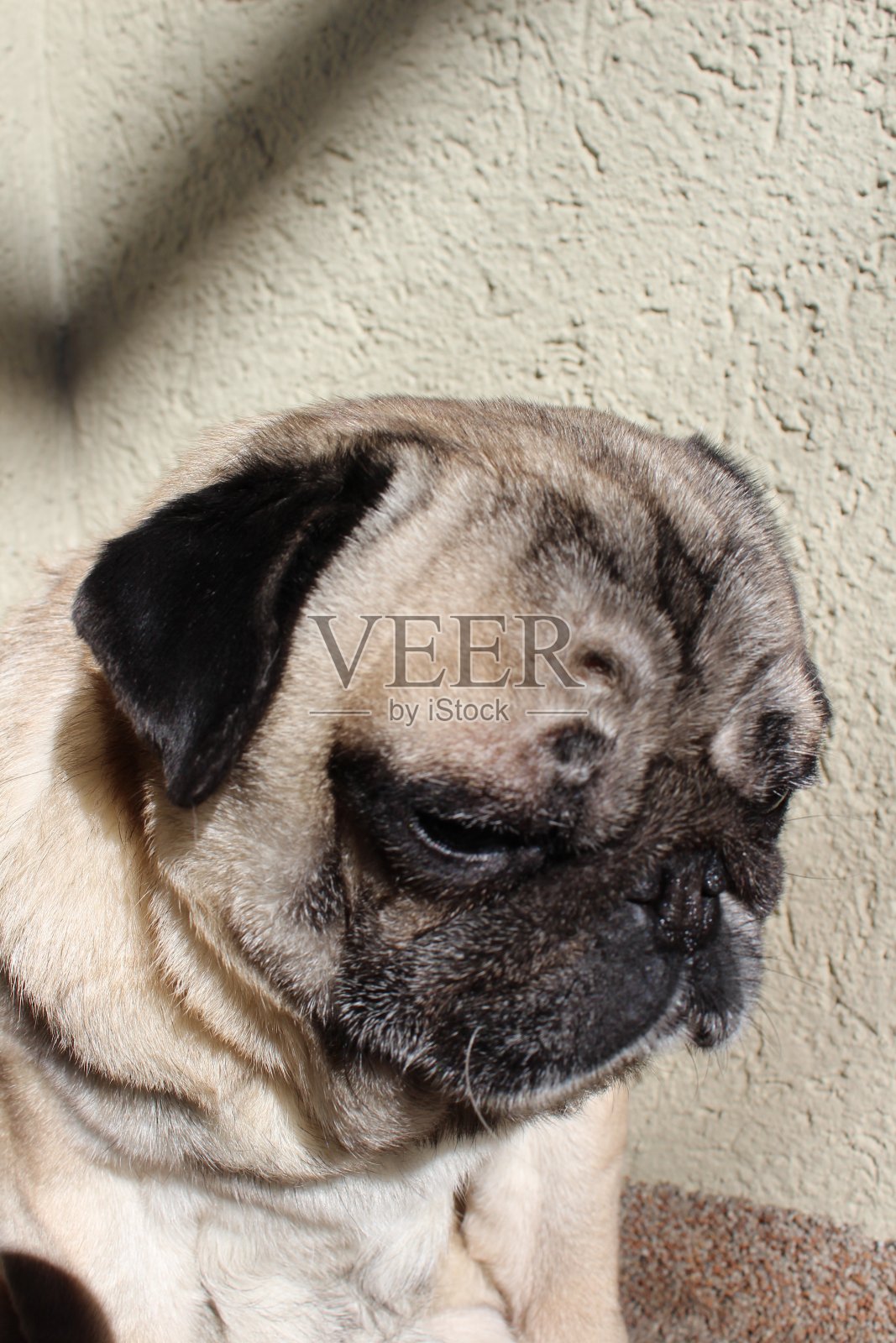 名叫Pixel的哈巴狗正在晒日光浴照片摄影图片