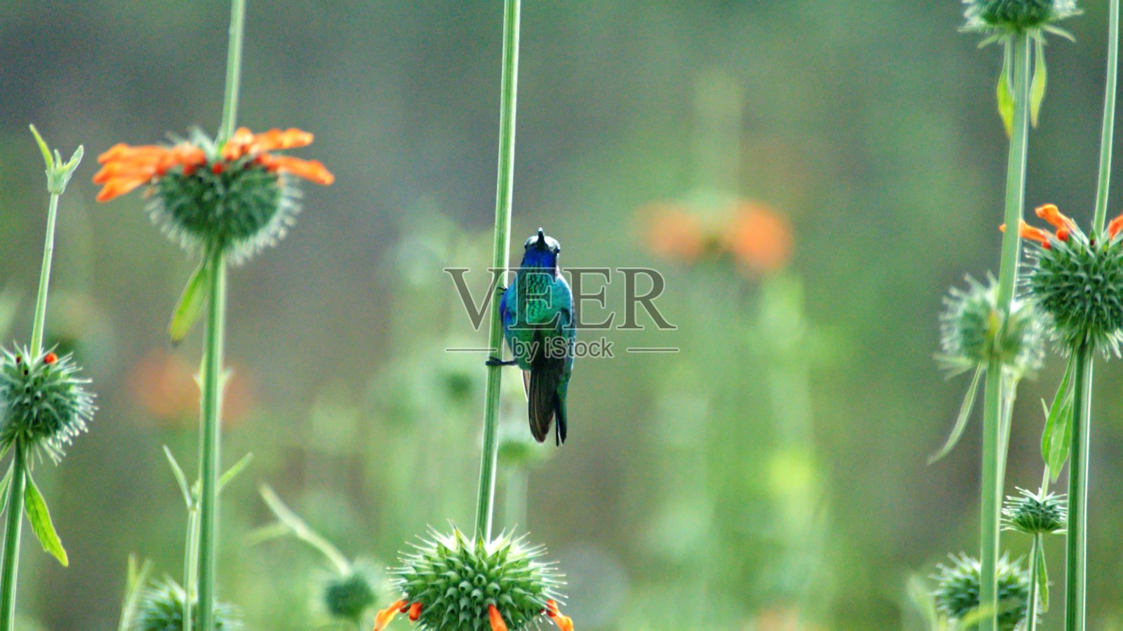 闪耀的紫罗兰色蜂鸟在飞行照片摄影图片