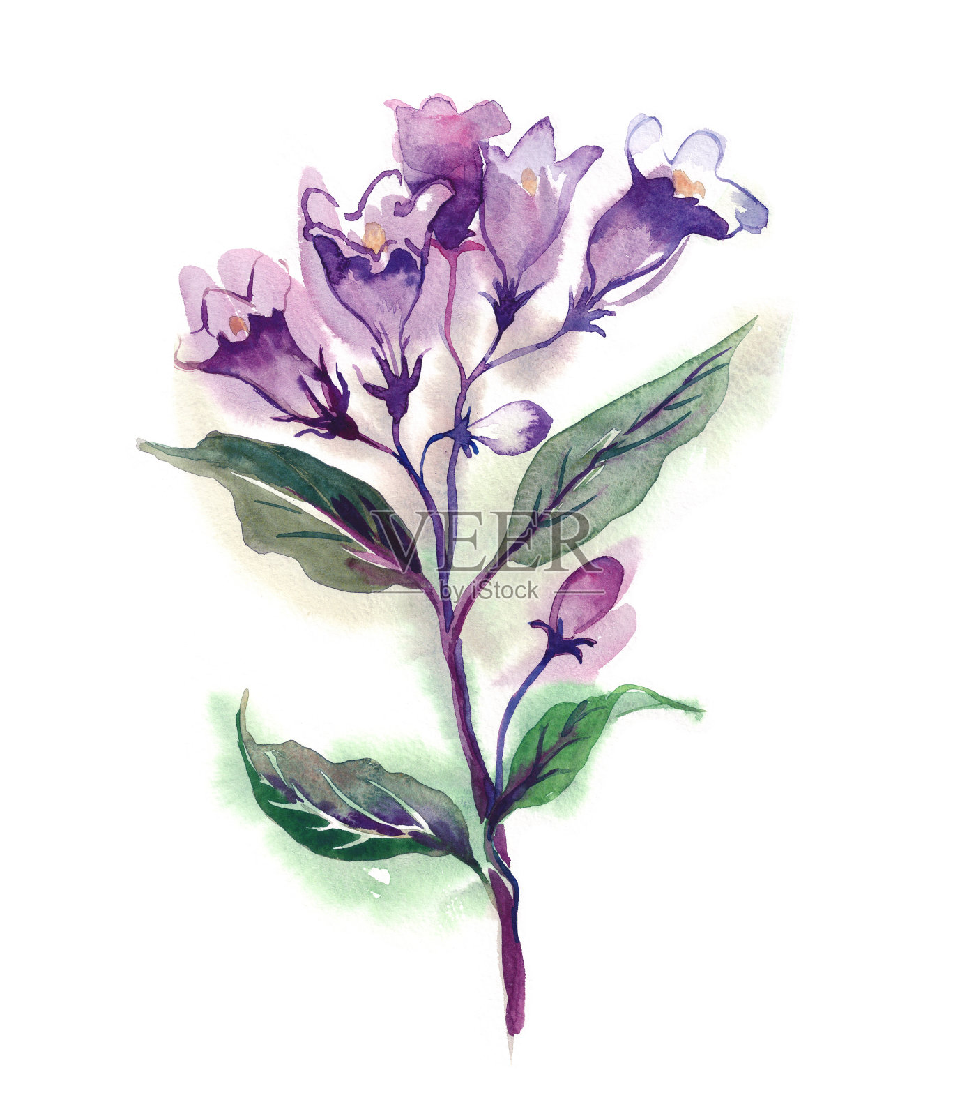 Weigelas花。插画图片素材