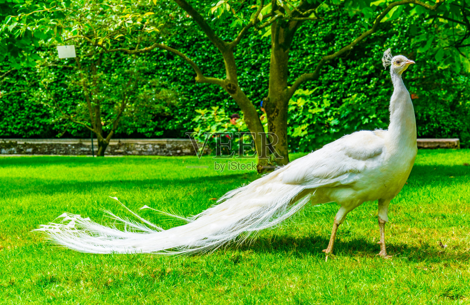 花园里的白孔雀照片摄影图片