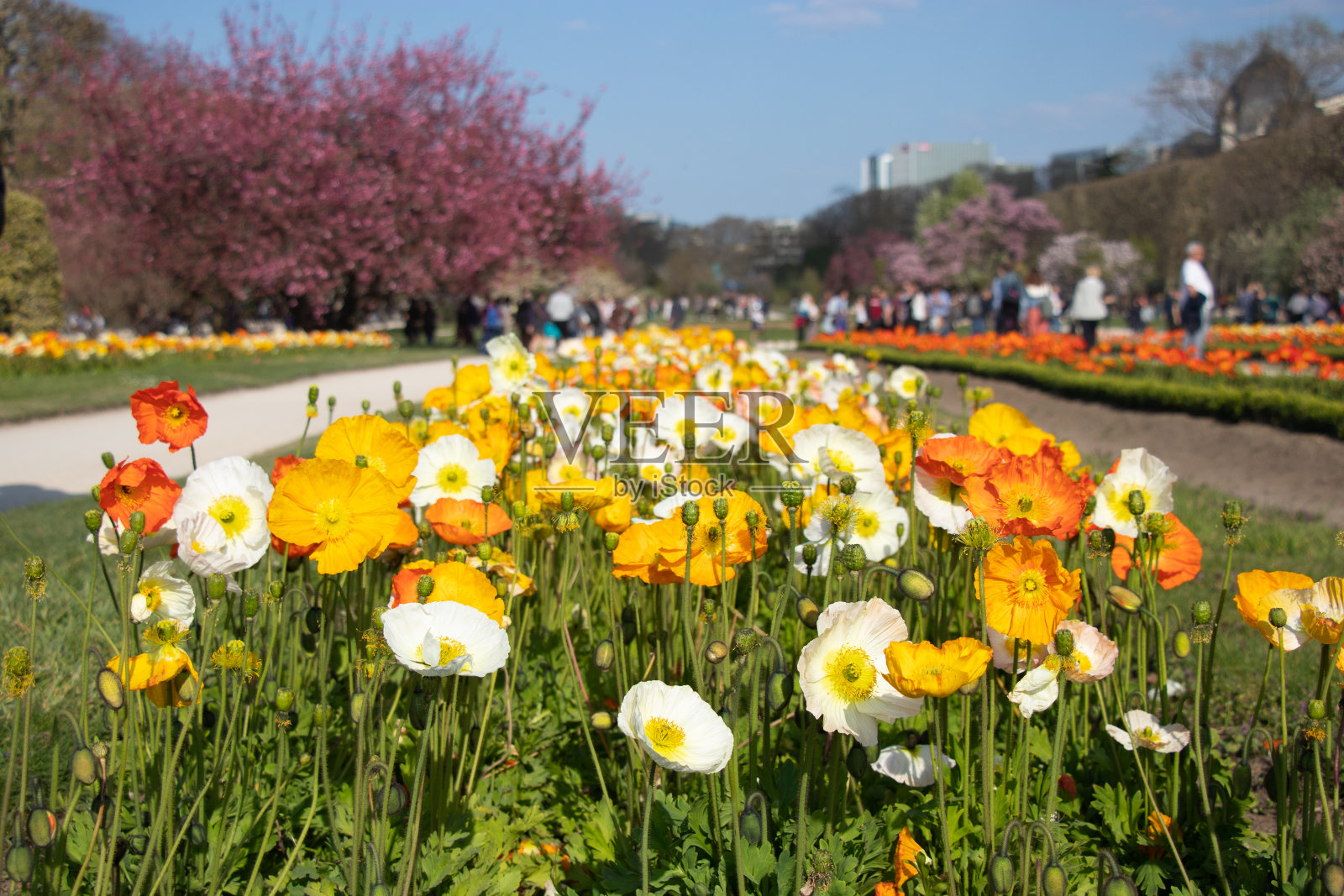 冰岛罂粟照片摄影图片