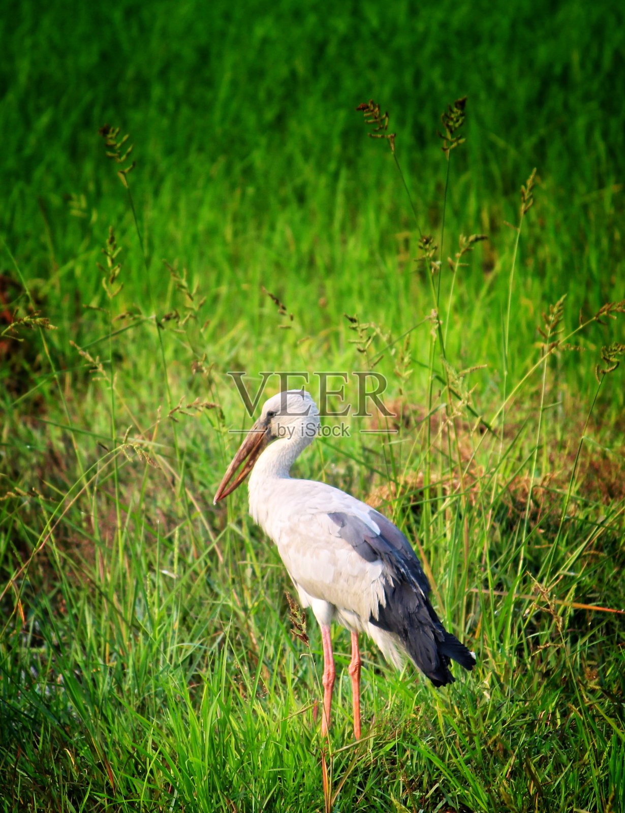 美丽的印度鹈鹕鸟在保护区照片摄影图片