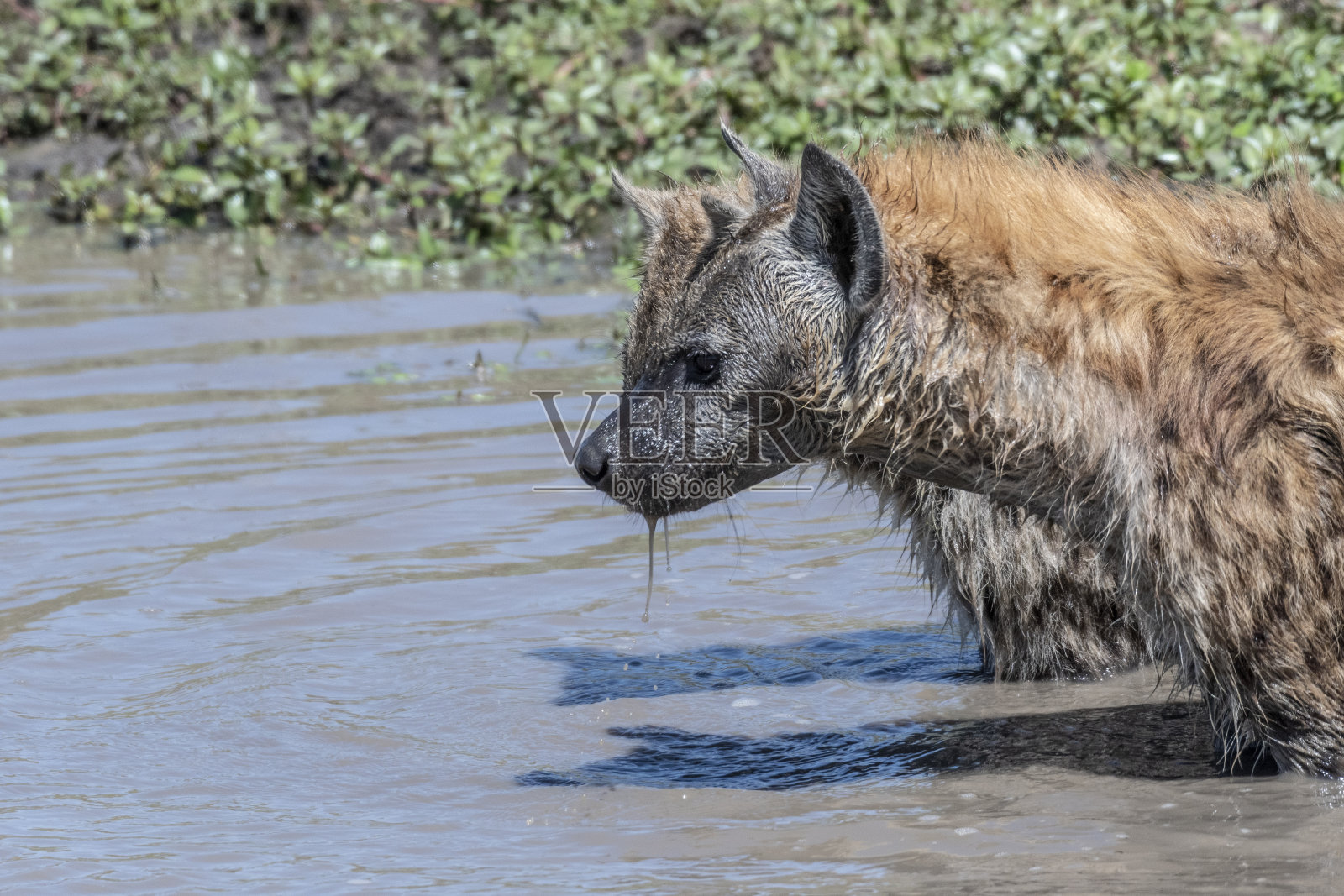 小鬣狗在马塞马拉泥泞的水中和他的妈妈玩耍照片摄影图片