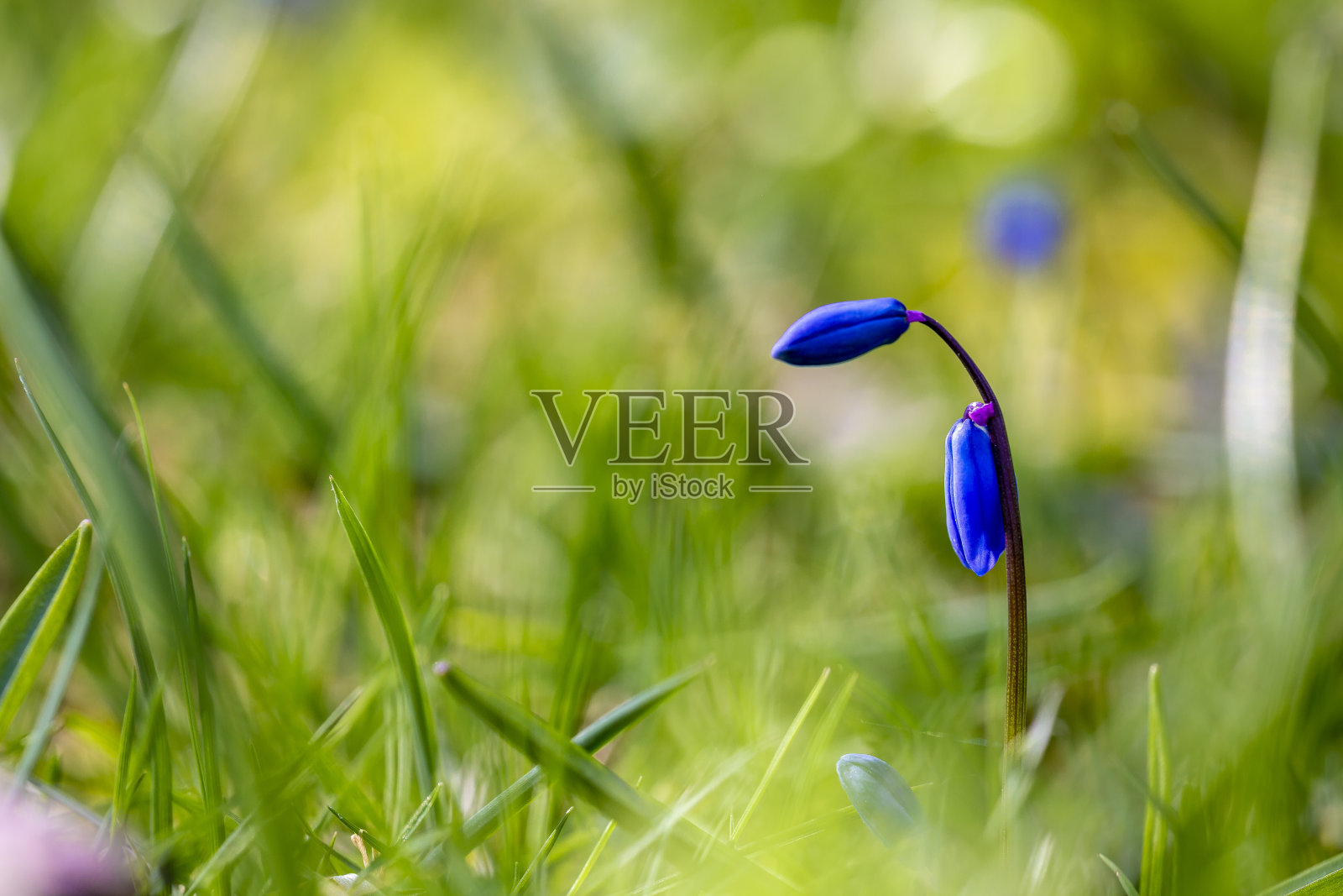 春天的星星照片摄影图片