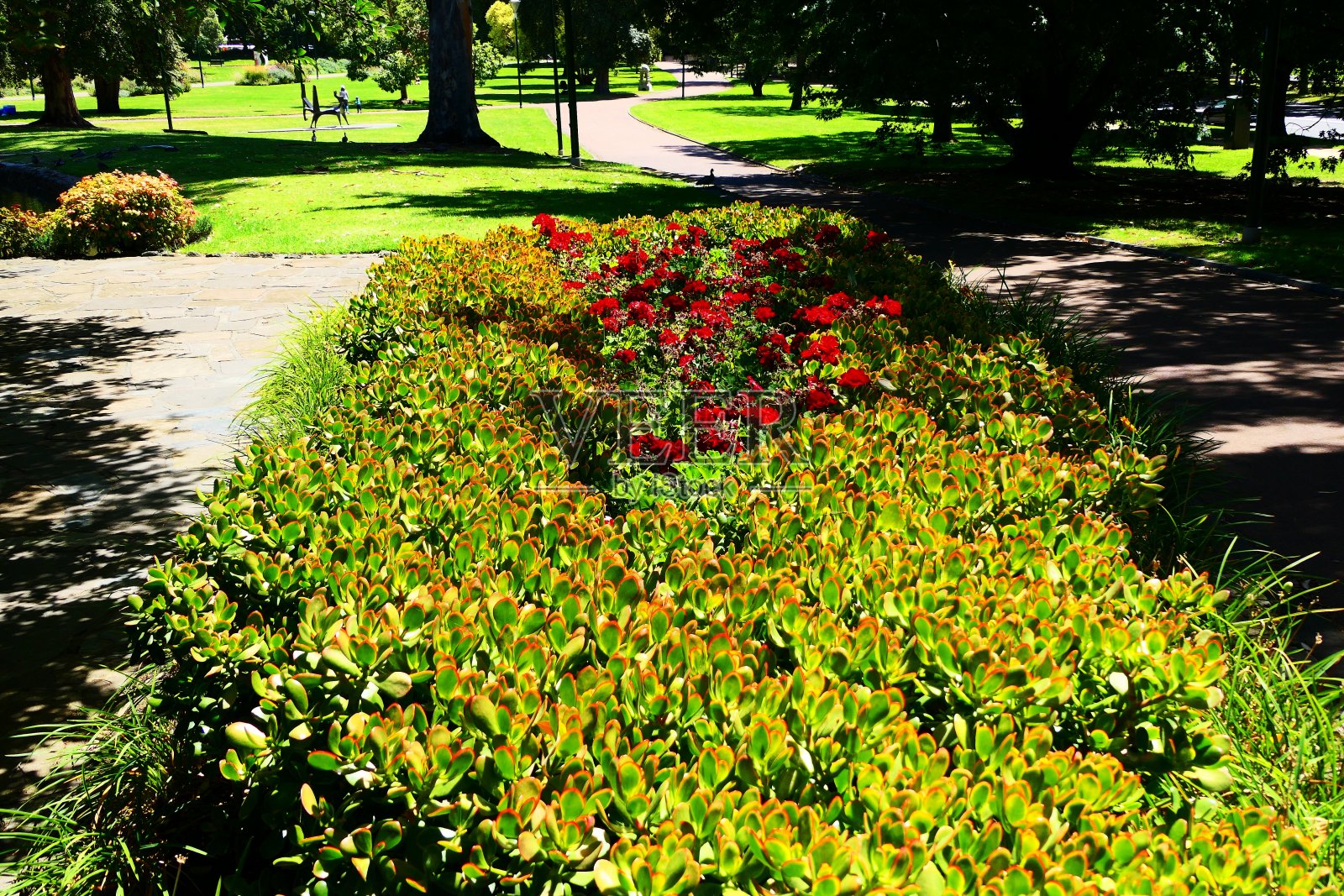 美丽的自然景观和鲜花照片摄影图片