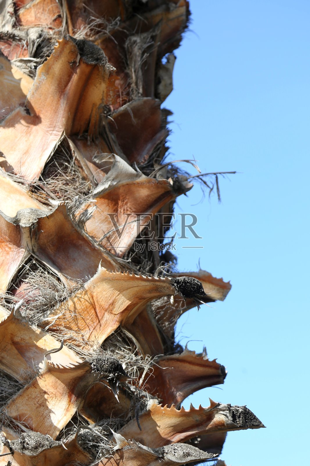 伯乐的一棵棕榈树照片摄影图片