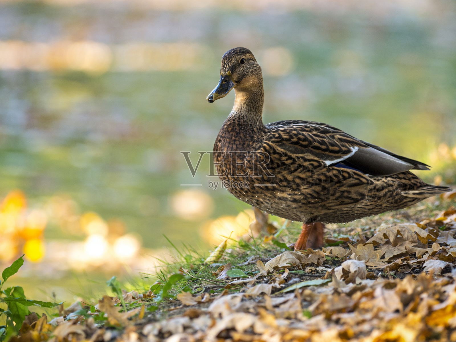 野鸭照片摄影图片