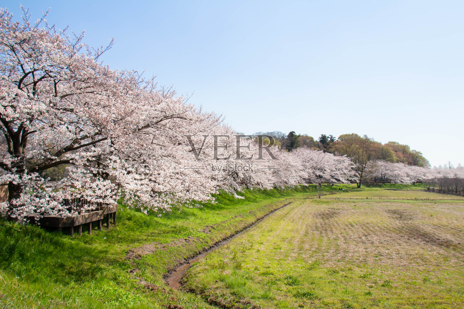 樱花盛开的美沼稻田里的吉野艳美照片摄影图片