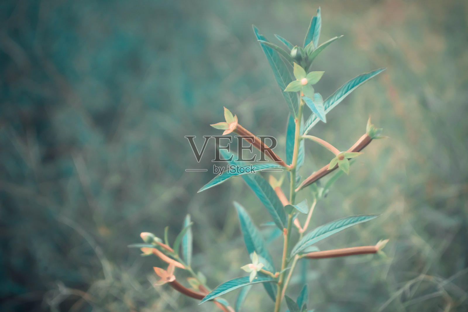 柔焦点草花春自然背景照片摄影图片