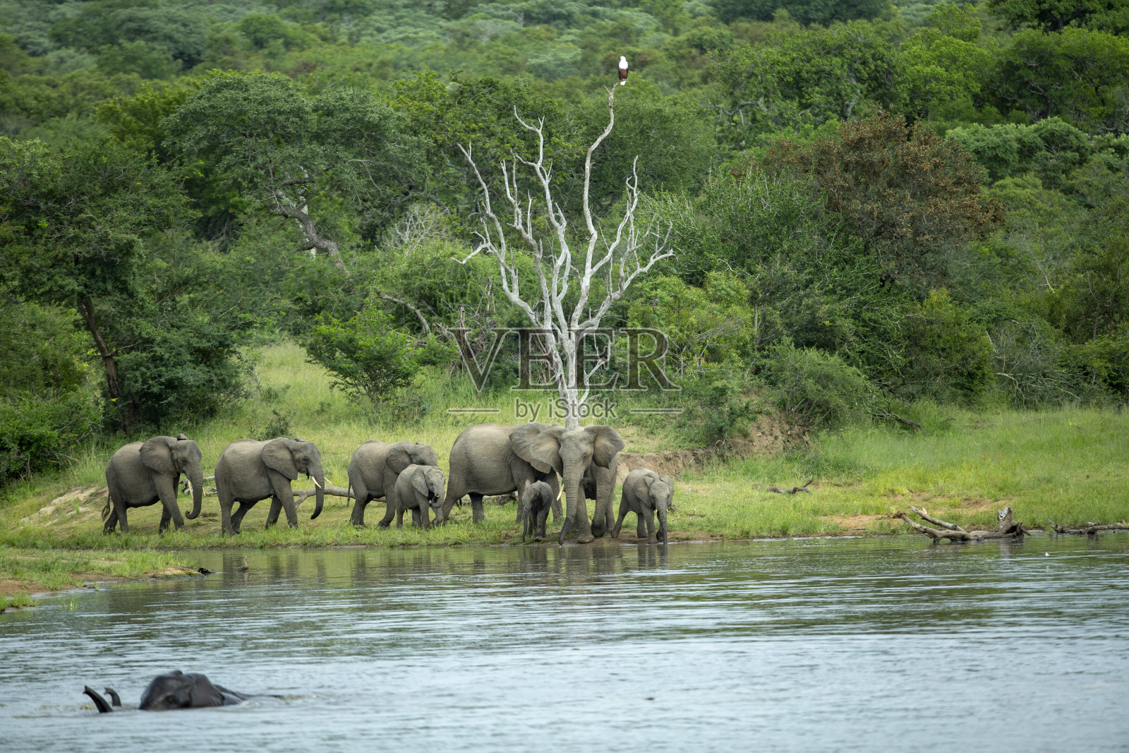 大象在水坑边照片摄影图片
