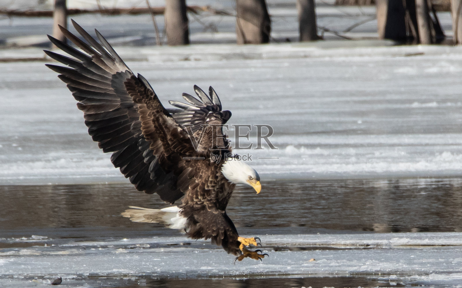 展翅潜鱼的秃鹰照片摄影图片
